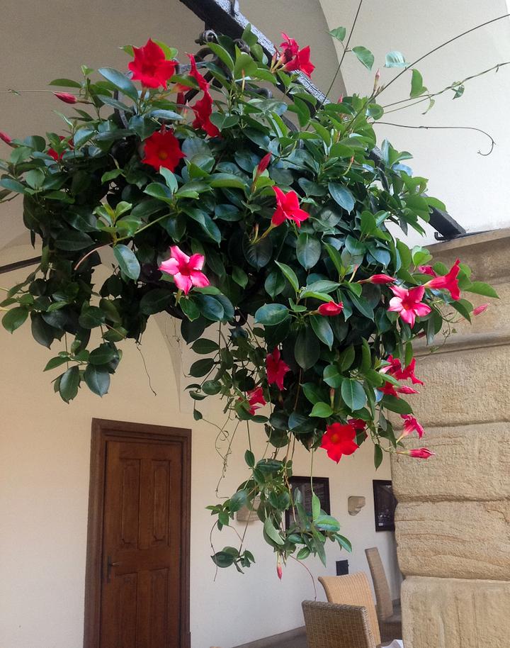 Zimowanie sundaville