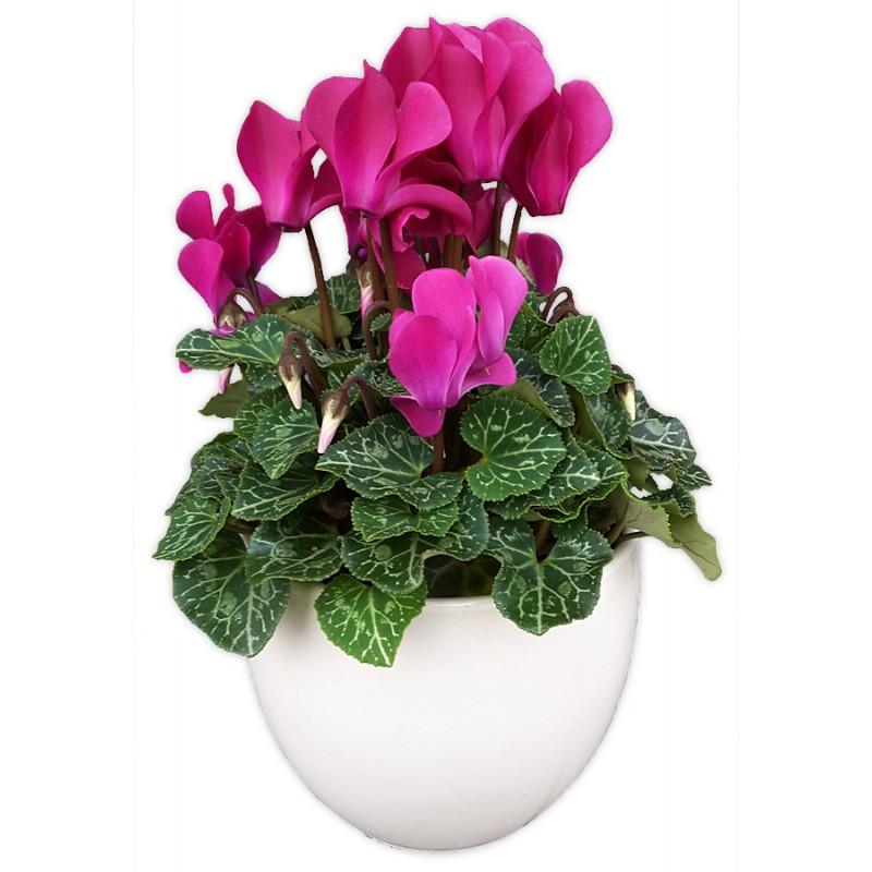 Fiolek alpejski i cyklamen perski: jak je uprawiać, pielęgnować i co zrobić po przekwitnięciu?