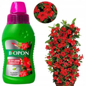 Jak skutecznie zimować sundaville, aby cieszyć się nimi wiosną?