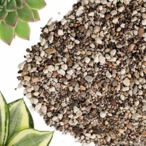 Odkryj różnorodność sukulentów: jakie są ich rodzaje i czym się różnią?