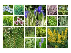 Rośliny ozdobne, które przetrwają mrozy: Kwiaty niewrażliwe na niskie temperatury