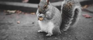 Squirrel Grey RAL 7000 – odkryj, jak ten kolor łączyć z innymi odcieniami