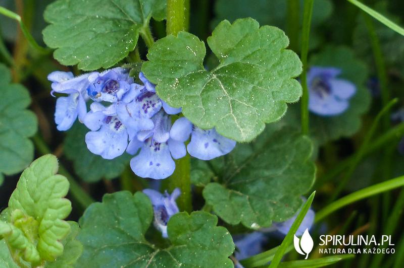 Bluszczyk kurdybanek kosmetyki naturalne