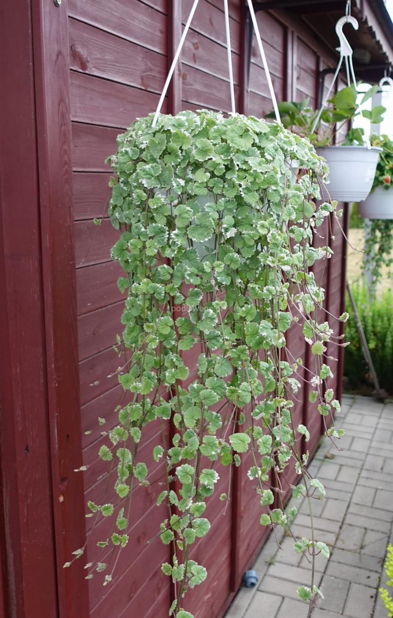 Ekologiczna pielęgnacja ogrodu