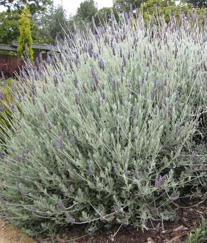 Glebowe warunki lawendy