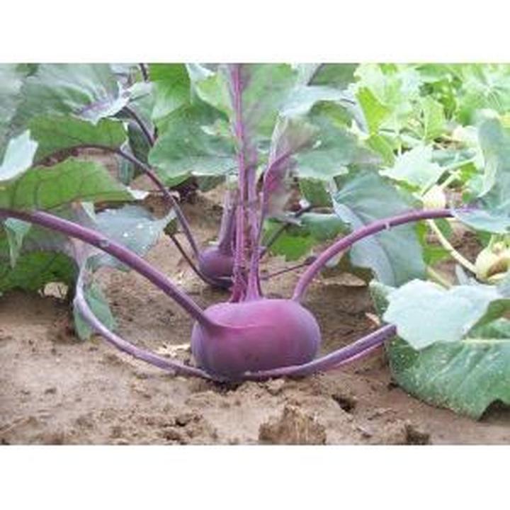 Nawadnianie kalarepy