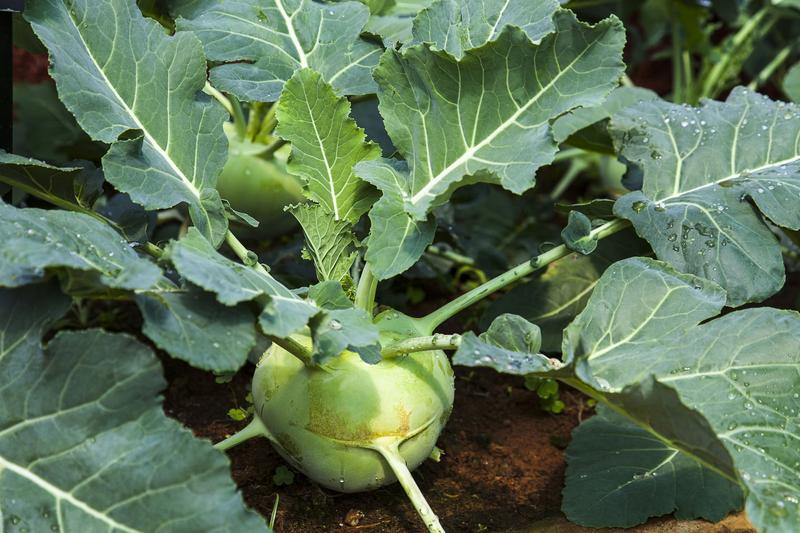 Pielęgnacja kalarepy