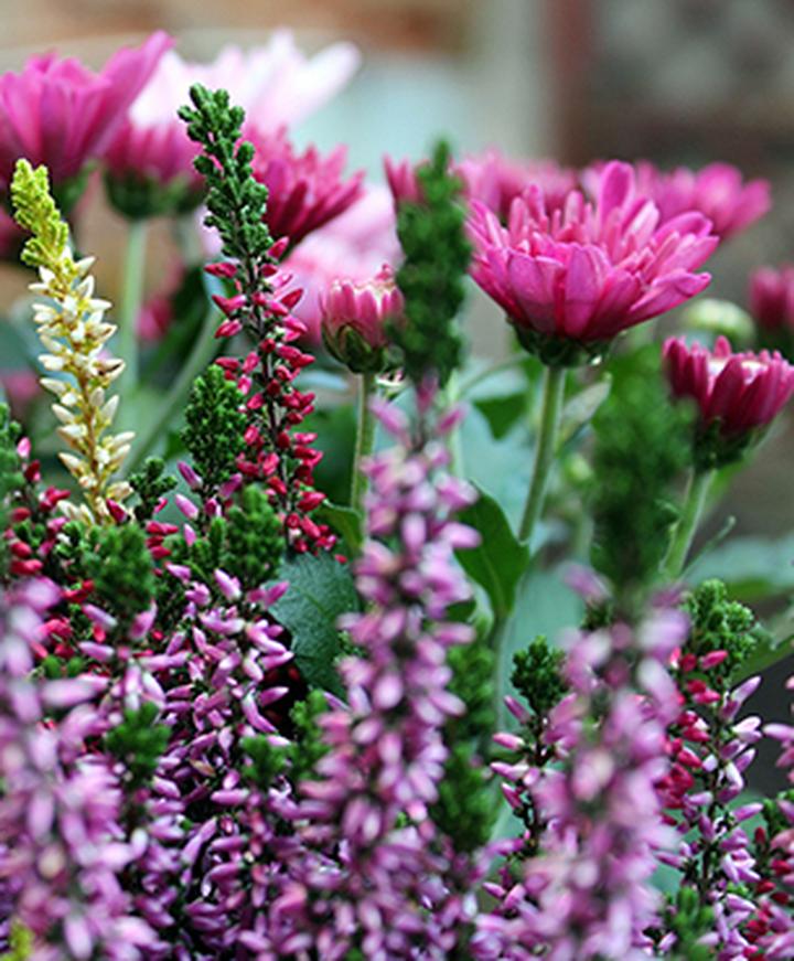 Pielęgnacja roślin jesienią