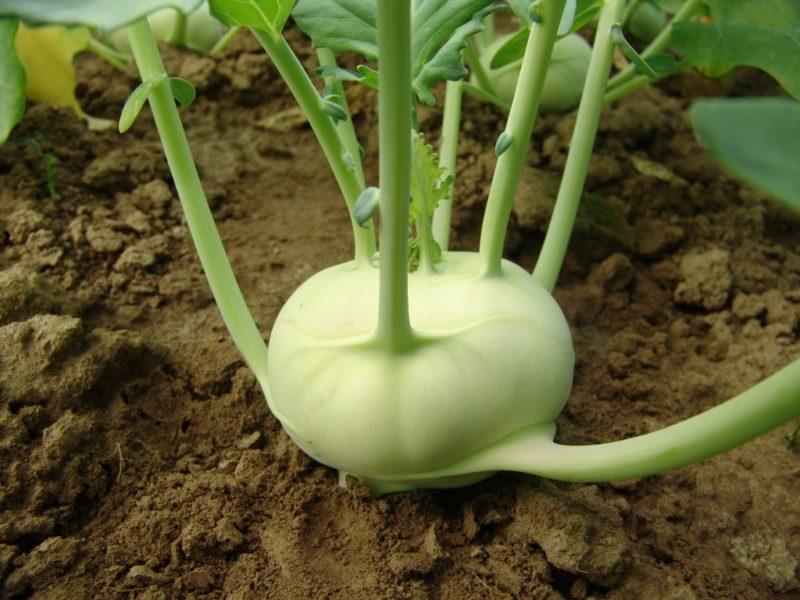 Rośliny towarzyszące kalarepie