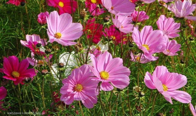 Uprawa kwiatów warszawianek