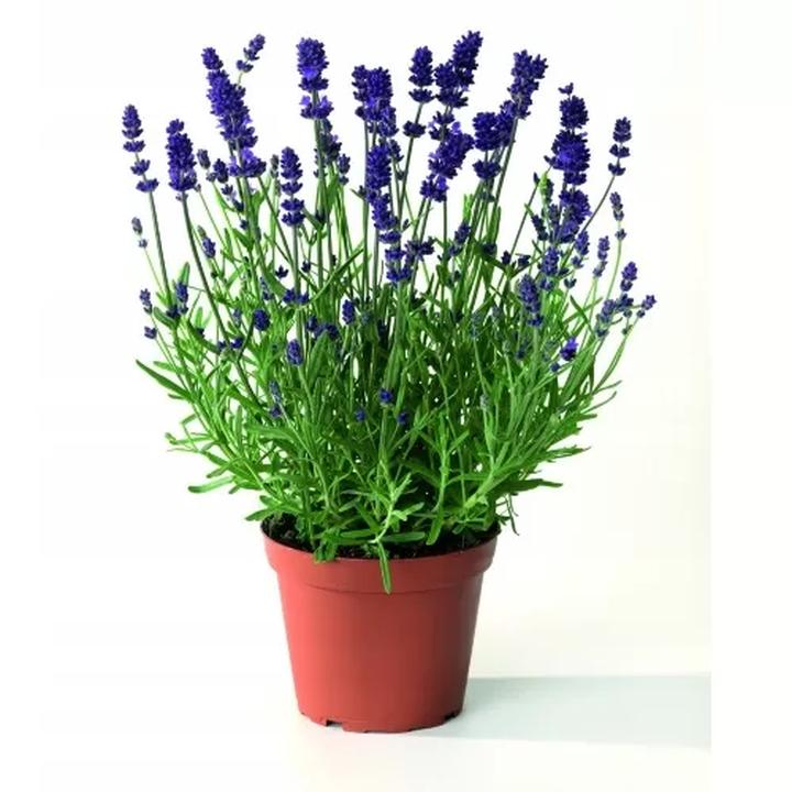 Zdrowy wzrost lawendy