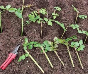 Jak skutecznie rozmnożyć różę w ziemniaku – sprawdzone metody dla każdego ogrodnika