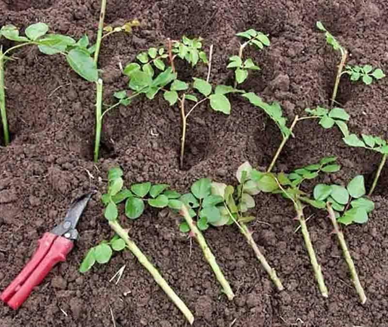 Jak skutecznie rozmnożyć różę w ziemniaku – sprawdzone metody dla każdego ogrodnika