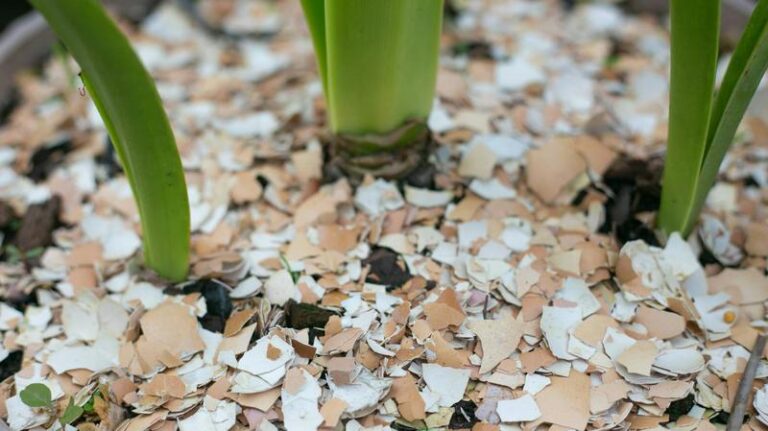 Jak zrobić nawóz ze skorupek jaj? Sprawdź nasz sprawdzony przepis!