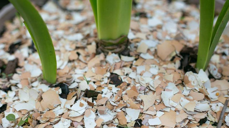 Jak zrobić nawóz ze skorupek jaj? Sprawdź nasz sprawdzony przepis!