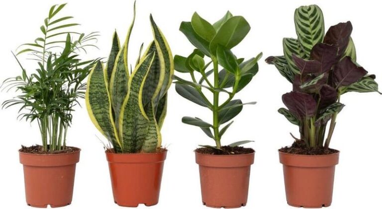 Jakie gatunki dużych roślin doniczkowych wybrać do swojego wnętrza?