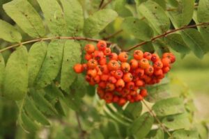 Jarzebina w ogrodzie – Jak ją uprawiać i pielęgnować oraz kiedy zbierać owoce?