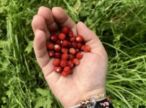 Kiedy obcinać liście poziomki, aby cieszyć się pięknym kwitnieniem?