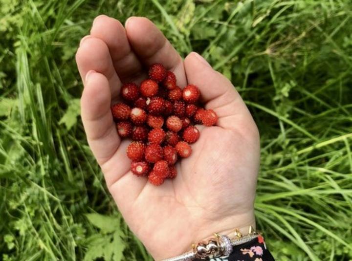 Kiedy obcinać liście poziomki, aby cieszyć się pięknym kwitnieniem?