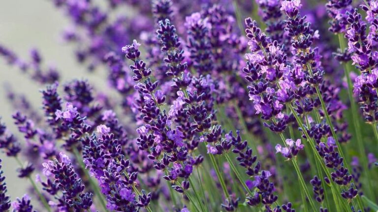 Sekrety skutecznego podlewania lawendy, by osiągnąć jej zdrowy wzrost