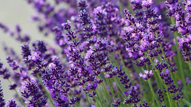 Sekrety skutecznego podlewania lawendy, by osiągnąć jej zdrowy wzrost