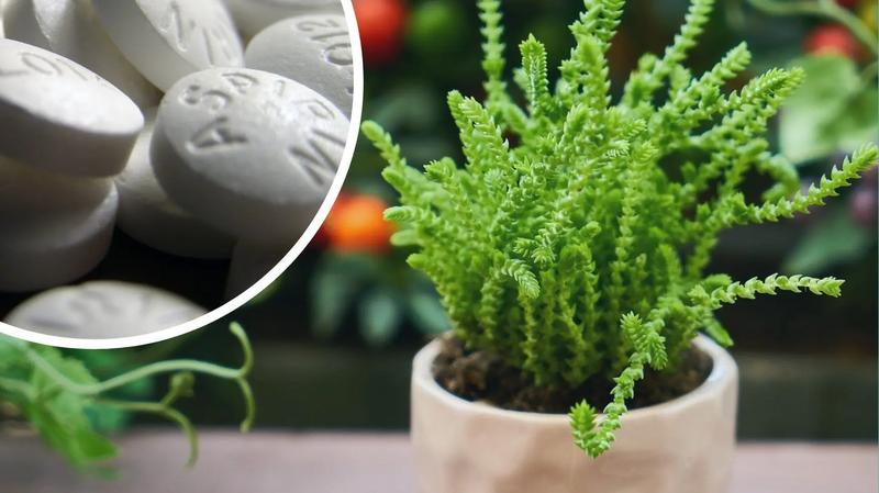 Aplikacja aspiryny w opryskach