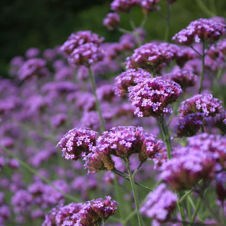 Choroby werbeny patagońskiej