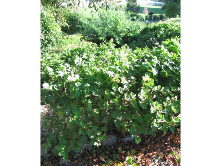 Ekologiczne zwalczanie roślin inwazyjnych