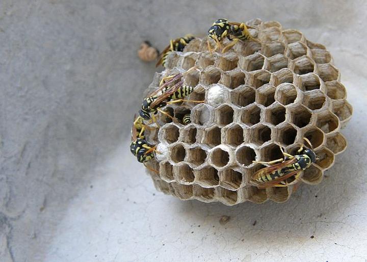 Korzyści z pszczół w ogrodzie