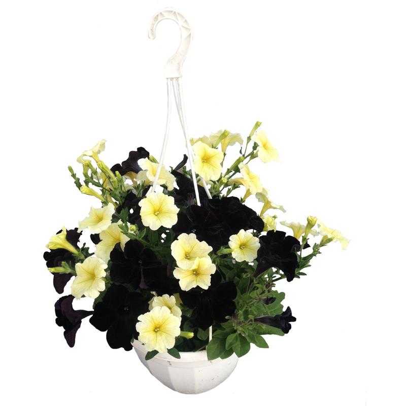 Kwiaty do słonecznych balkonów