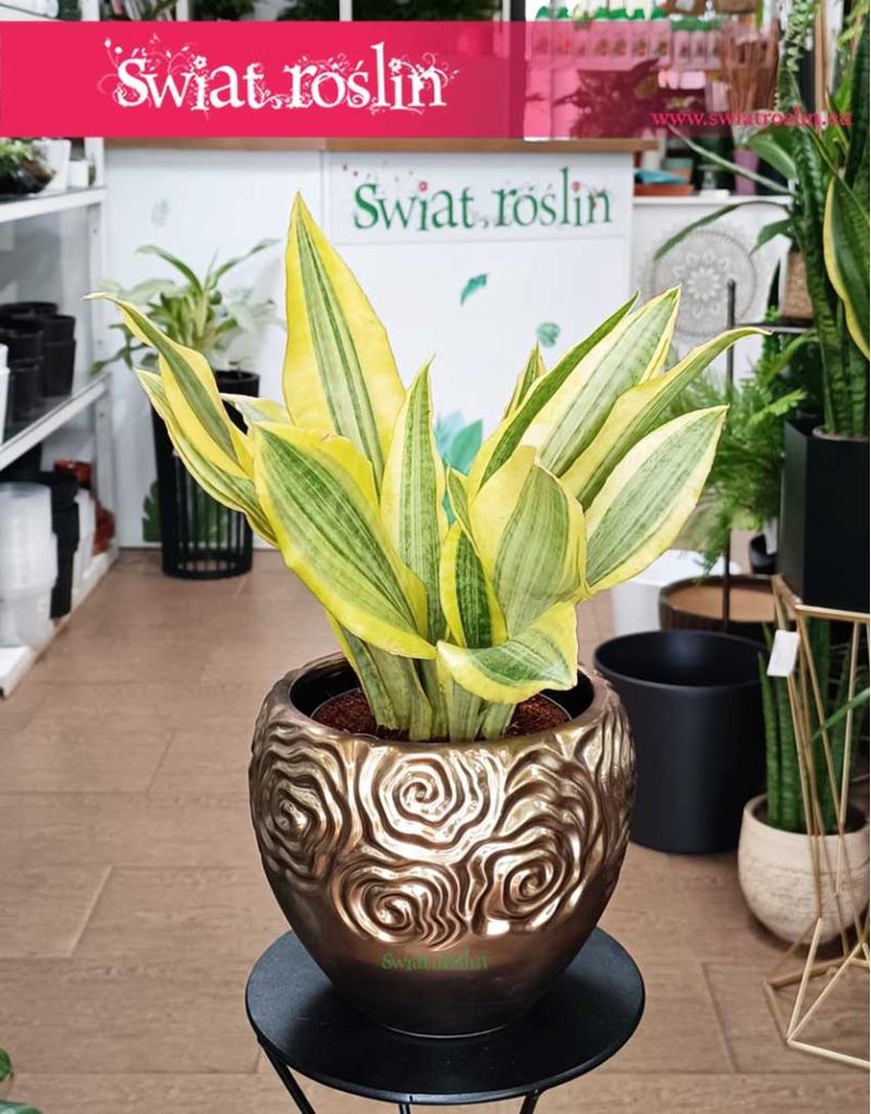 Metody klonowania sansewierii