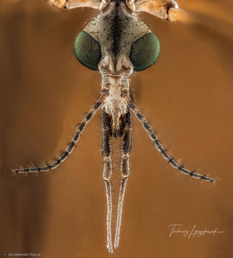 Mity i fakty o koziulkach