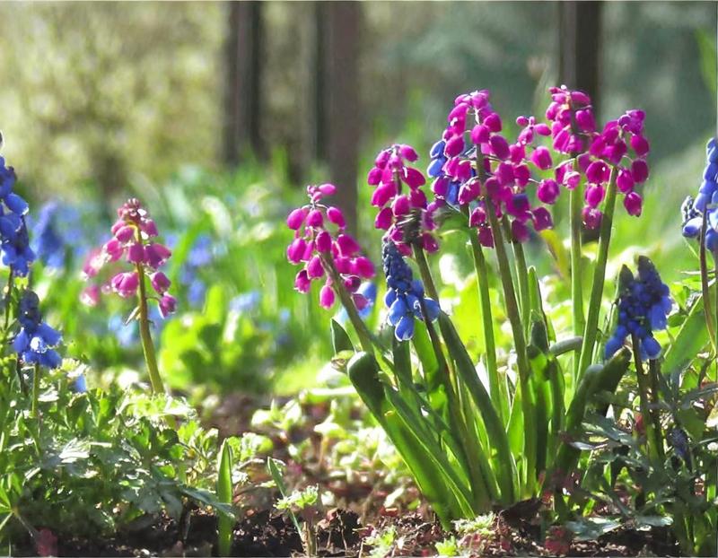 Modne rośliny ogrodowe