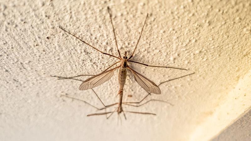 Naturalne środowisko koziulek