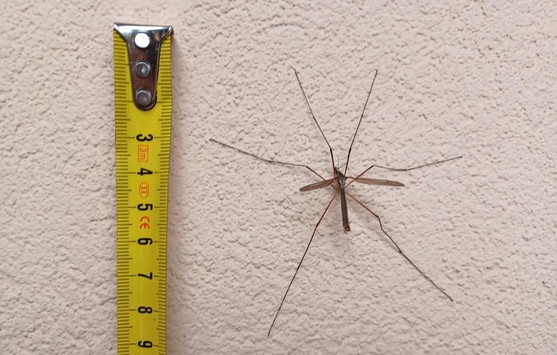 Ochrona przed ukąszeniami komarów