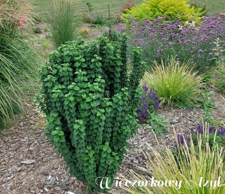 Odmiany dereni do ogrodu