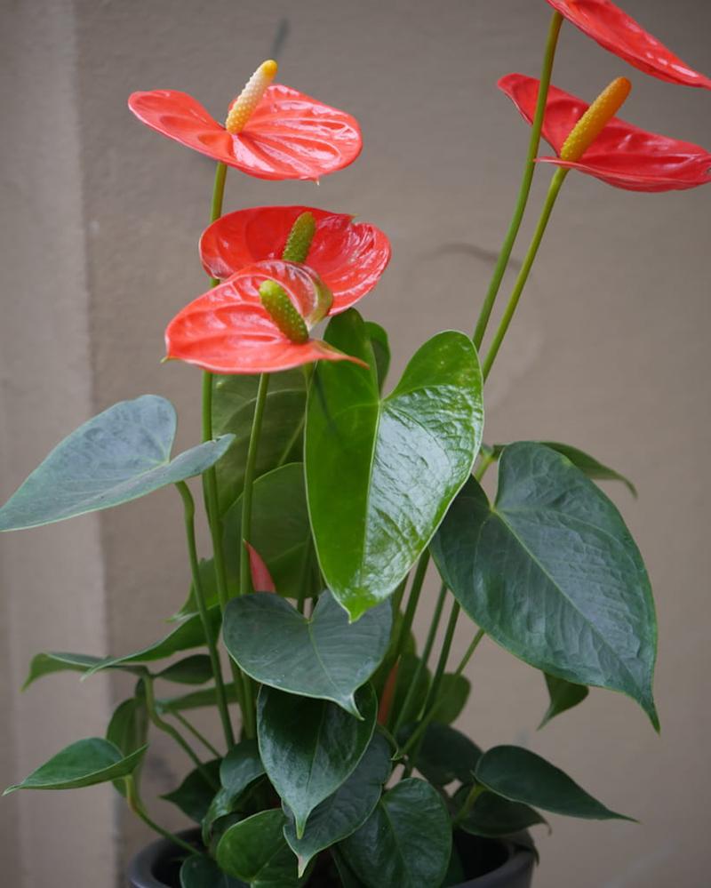 Pielęgnacja anturium