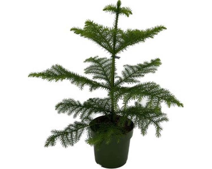 Pielęgnacja araukarii