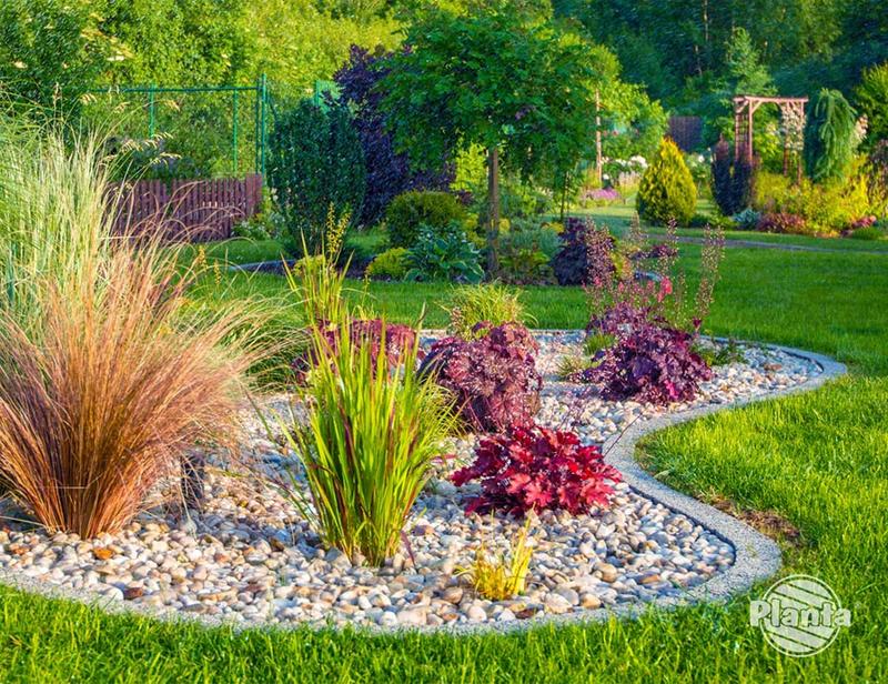 Rośliny do żwirowych aranżacji