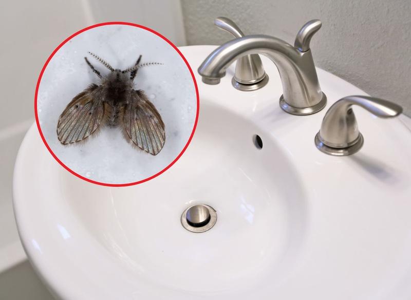 Skuteczne metody na muszki