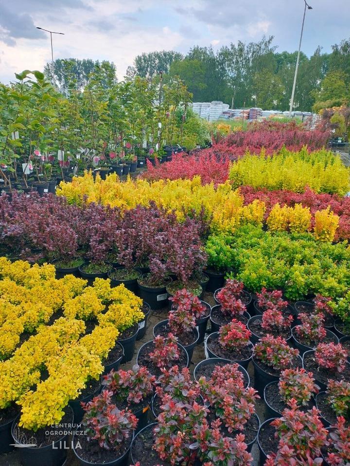 Trwałe rośliny wieloletnie