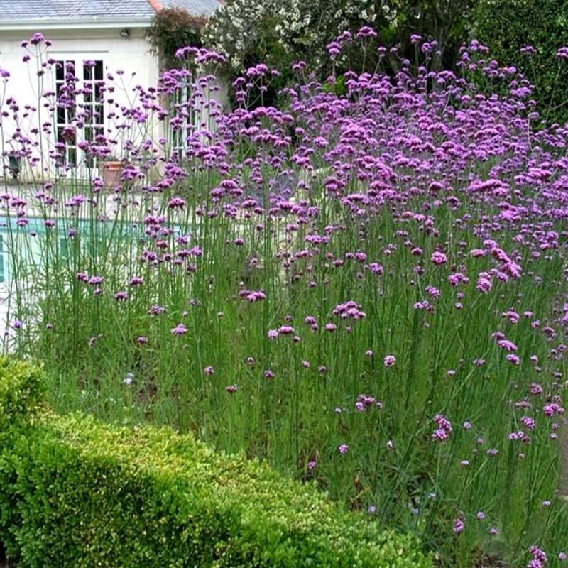 Uprawa werbeny patagońskiej