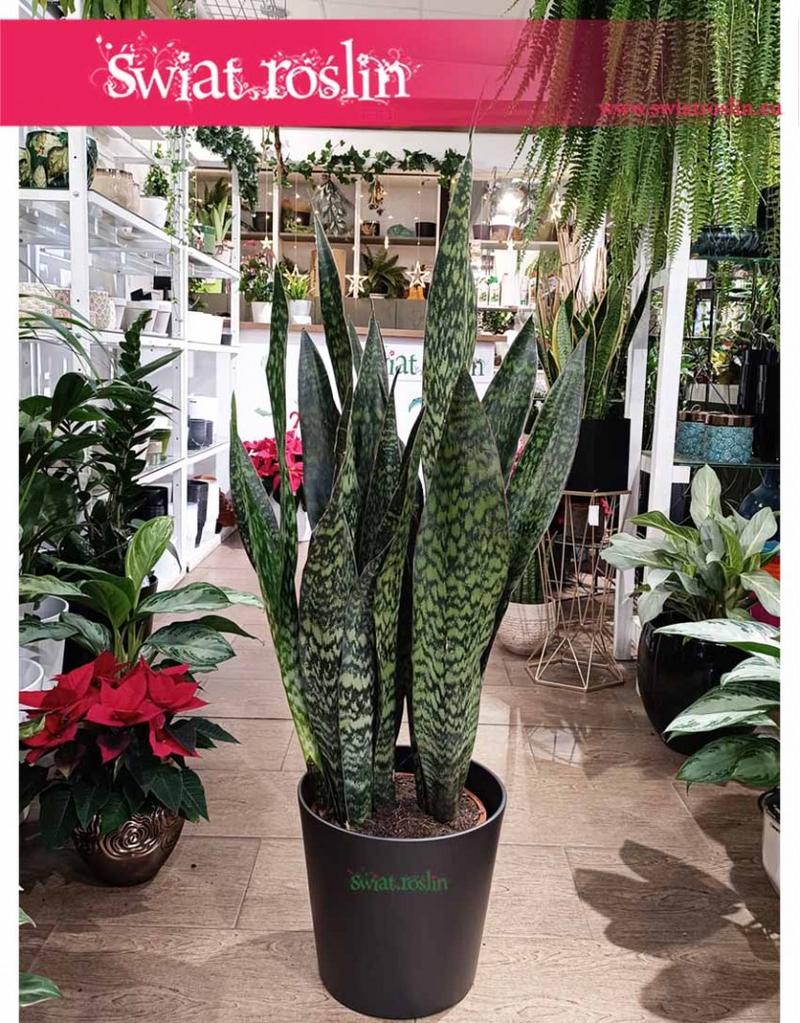 Warunki do rozmnażania roślin