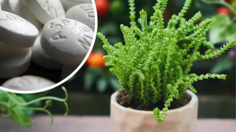 Aspiryna dla roślin – skuteczne metody stosowania w opryskach