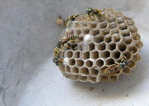 Co zrobić z gniazdem pszczół przy domu? Kilka sposobów na rozwiązanie problemu