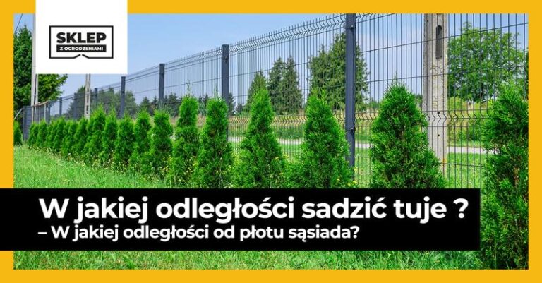 Czy tuje naprawdę szkodzą zdrowiu? Fakty i mity, które warto poznać