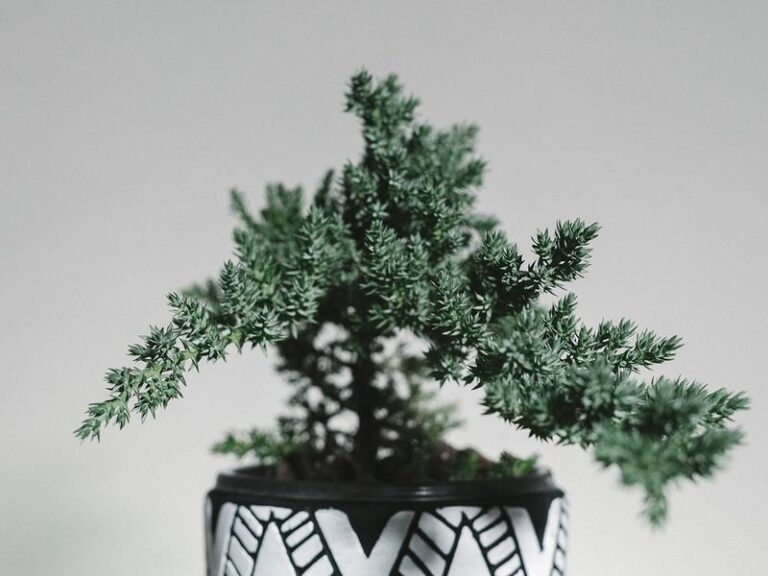 Iglaki do donic: Najlepsze kompozycje, które oczarują Twój balkon