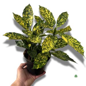 Jak skutecznie uprawiać i pielęgnować aucubę japonica w swoim domu?