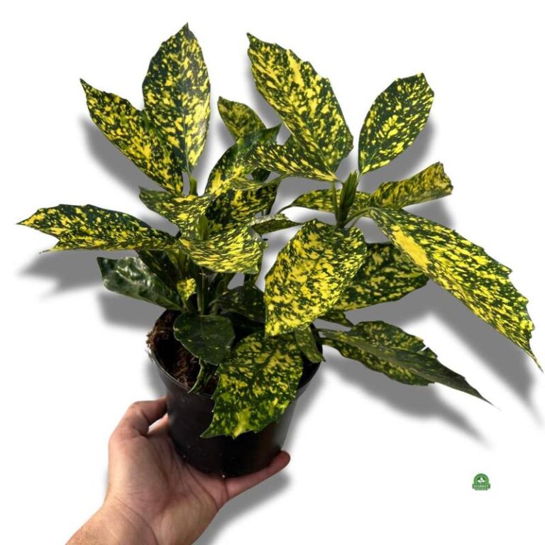 Jak skutecznie uprawiać i pielęgnować aucubę japonica w swoim domu?