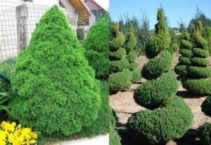 Jak zaaranżować ogród z świerkiem Conica – doskonałe pomysły na kompozycje roślinne